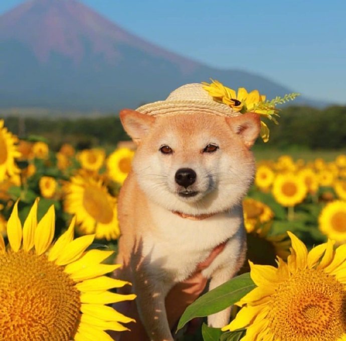 温暖治愈阳光的早安语录,朋友圈必备,太经典了!