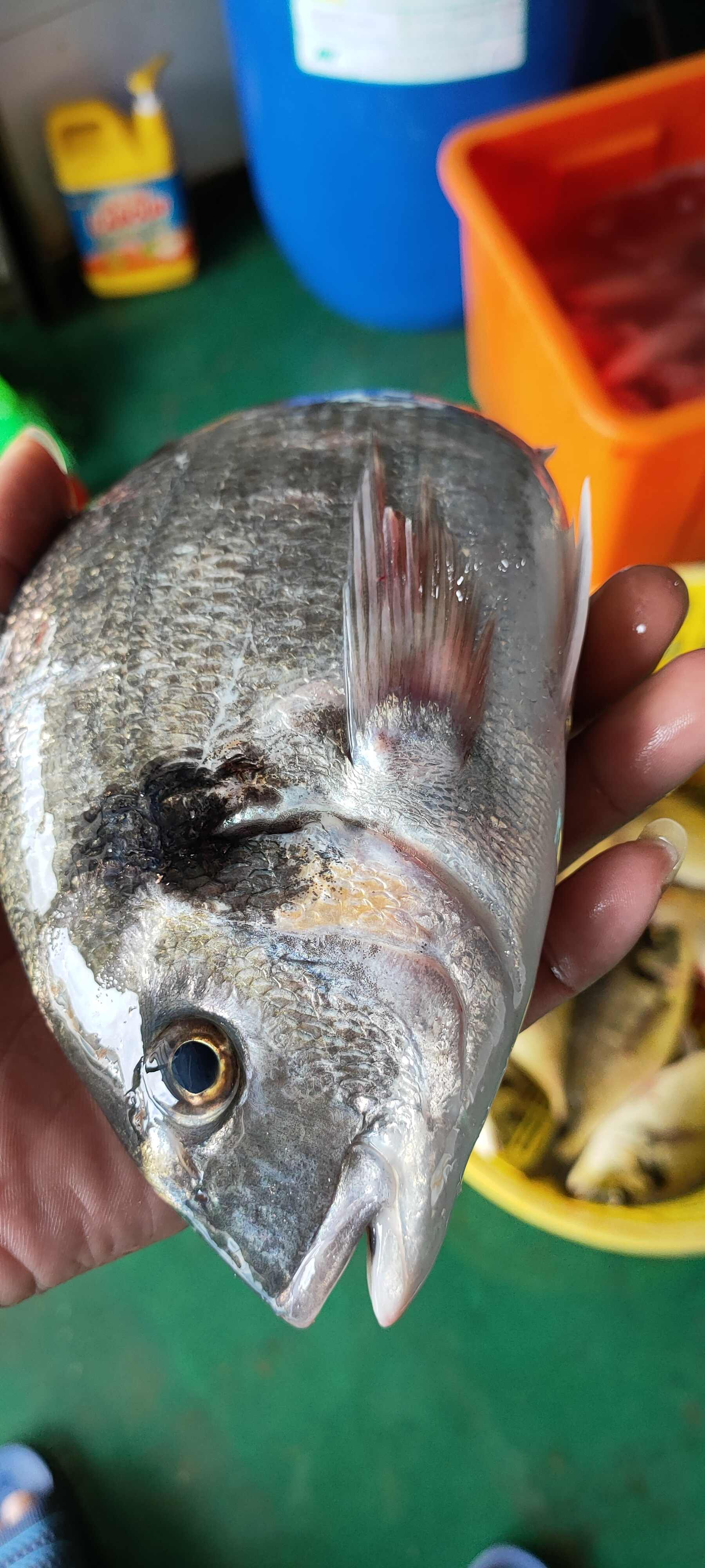 金雕鱼深海品种剌少肉多肉质鲜美剌身品质新鲜捕捞杀好急冻