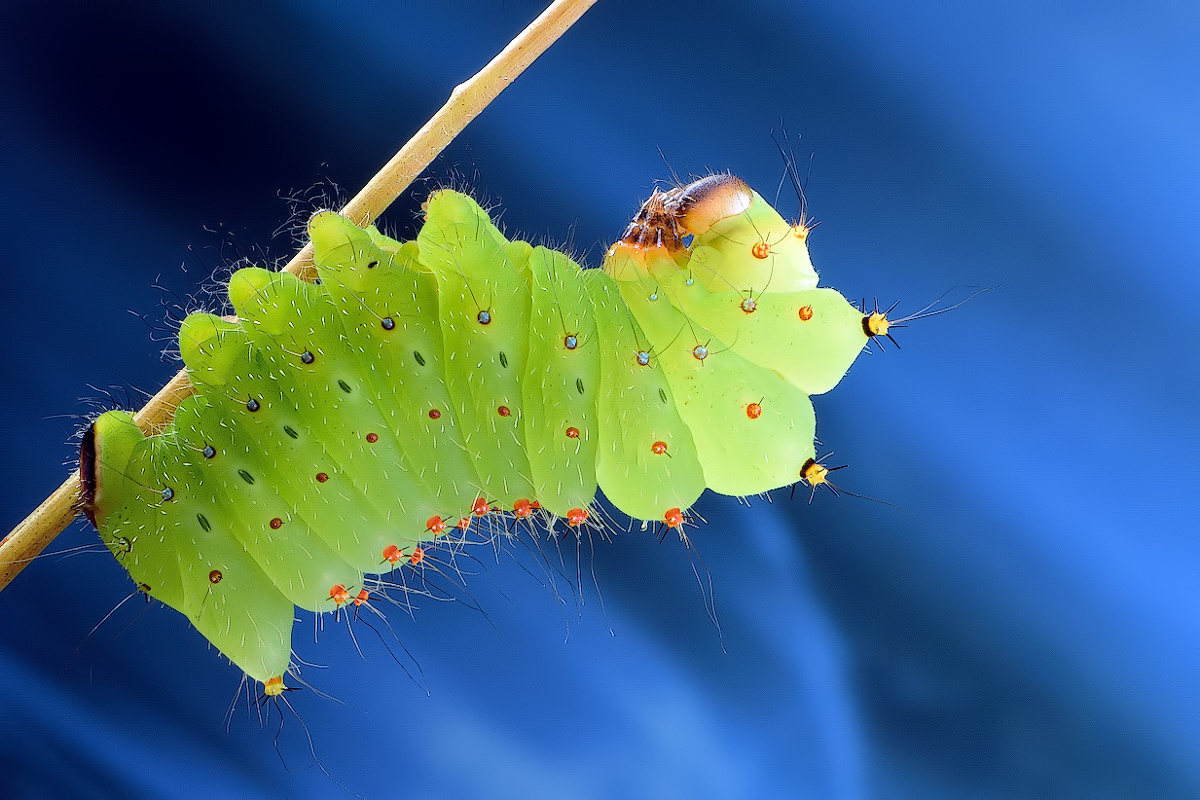 绿尾大蚕蛾宝宝