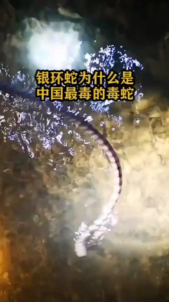 银环蛇为什么是中国最毒的毒蛇