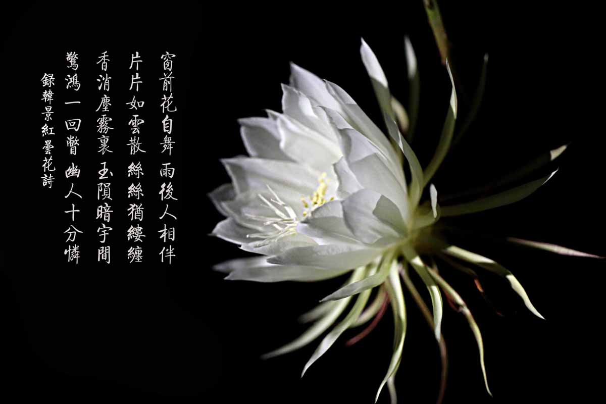 原创昙花一现中的昙花是什么花