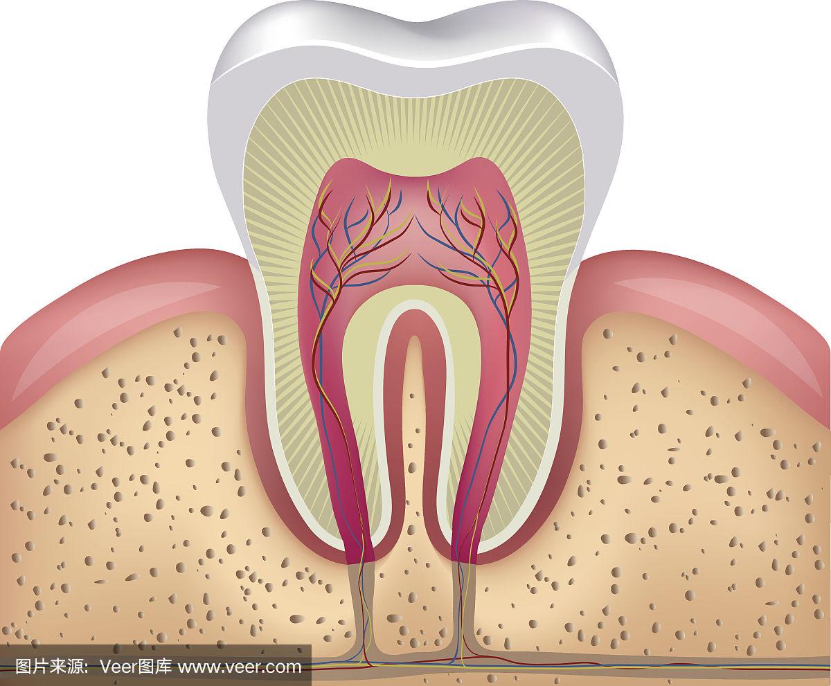 牙齿横截面解剖学