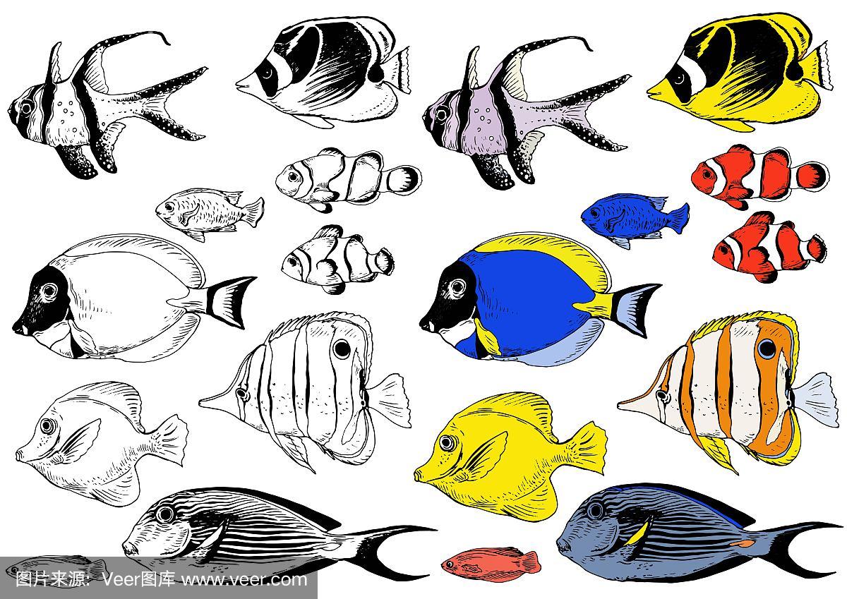 一组黑白和彩色的热带鱼.手绘向量.