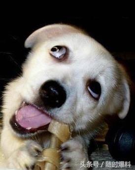 笑死人不偿命搞笑图片来一波专治不开心