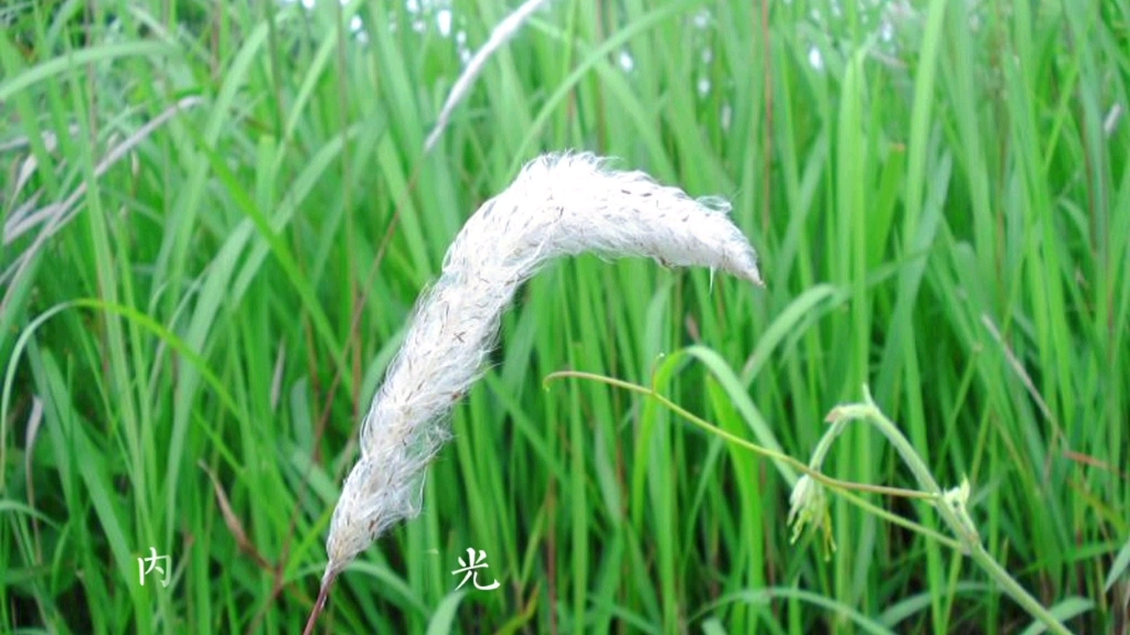 魅力中草药每日一药之白茅根