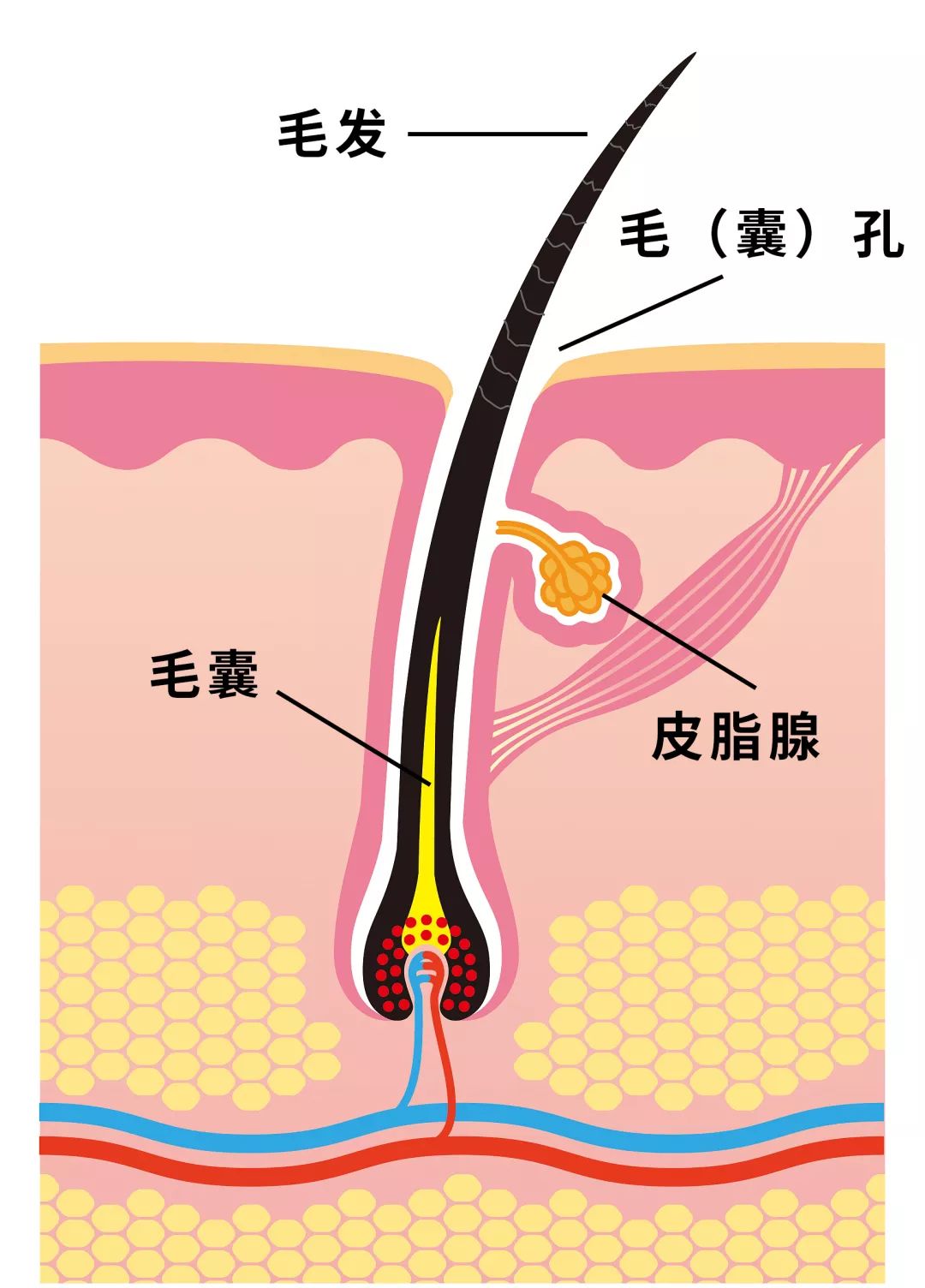 困扰你10年的毛孔粗大,3分钟就告诉你解决方法!_皮肤