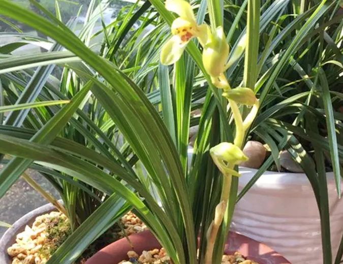 春天养"兰花",1种"溶液"用一用,60天嗖嗖长新芽,长势特旺_花友_芒果皮