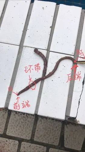 蚯蚓观察记