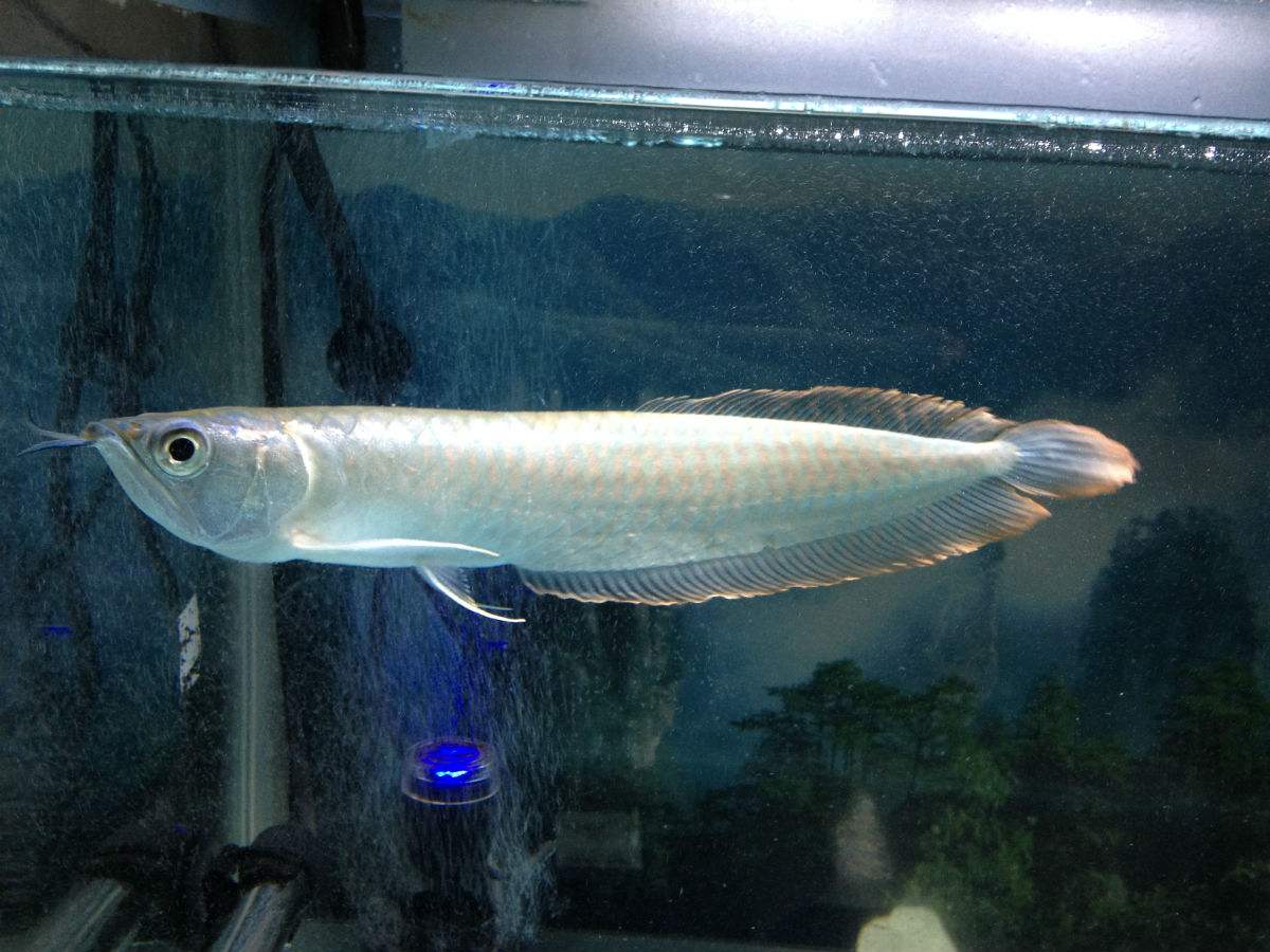 银龙鱼图片观赏鱼图片