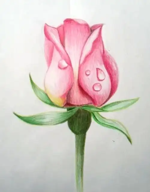 彩铅玫瑰步骤图