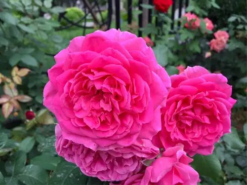 月季·花中皇后