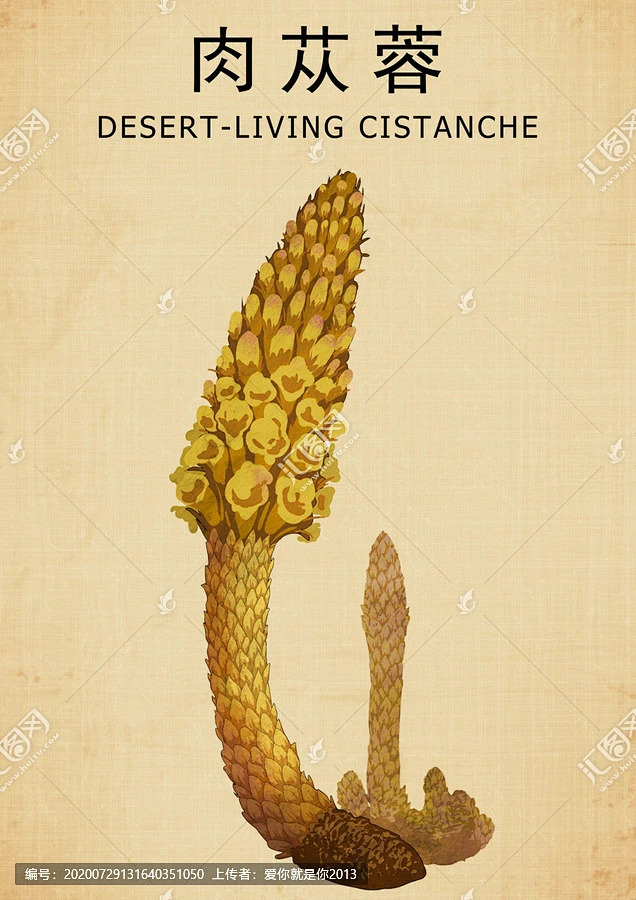 肉苁蓉大芸寸芸苁蓉手绘肉苁蓉地精中药肉苁蓉肉苁蓉中药中药图谱本草