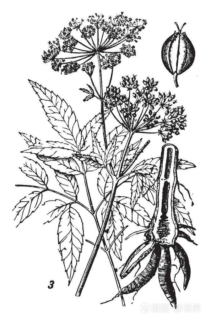 西库塔俗称水杉其高度最高为25米82英尺高老式线条绘制或雕刻插图