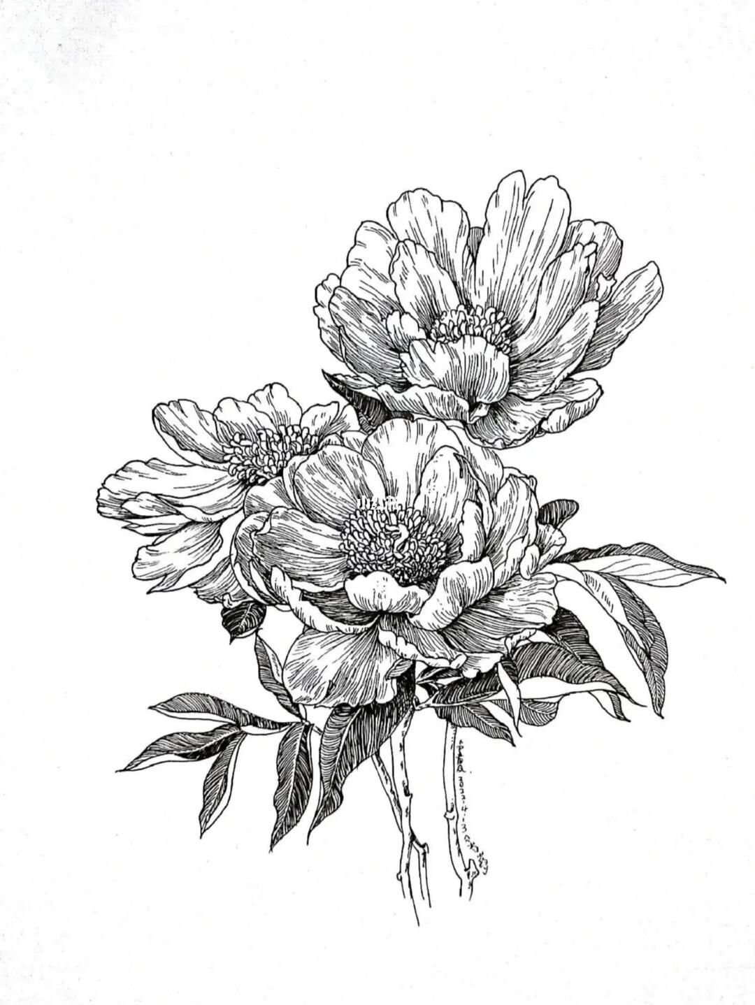 线描花卉送你一束花花