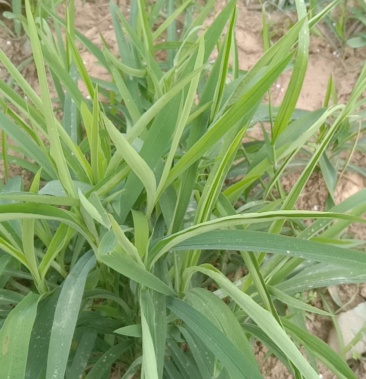 [柴胡批发]柴胡价格32.00元/斤 - 一亩田