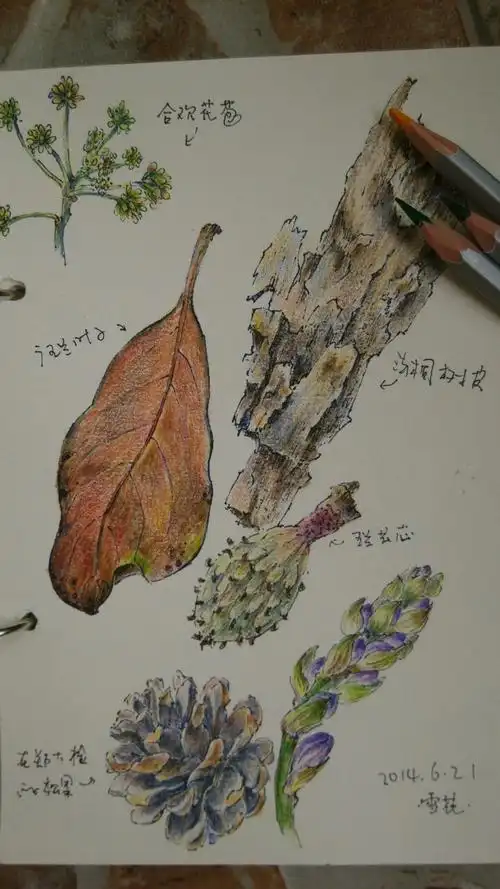 绘画笔记大自然