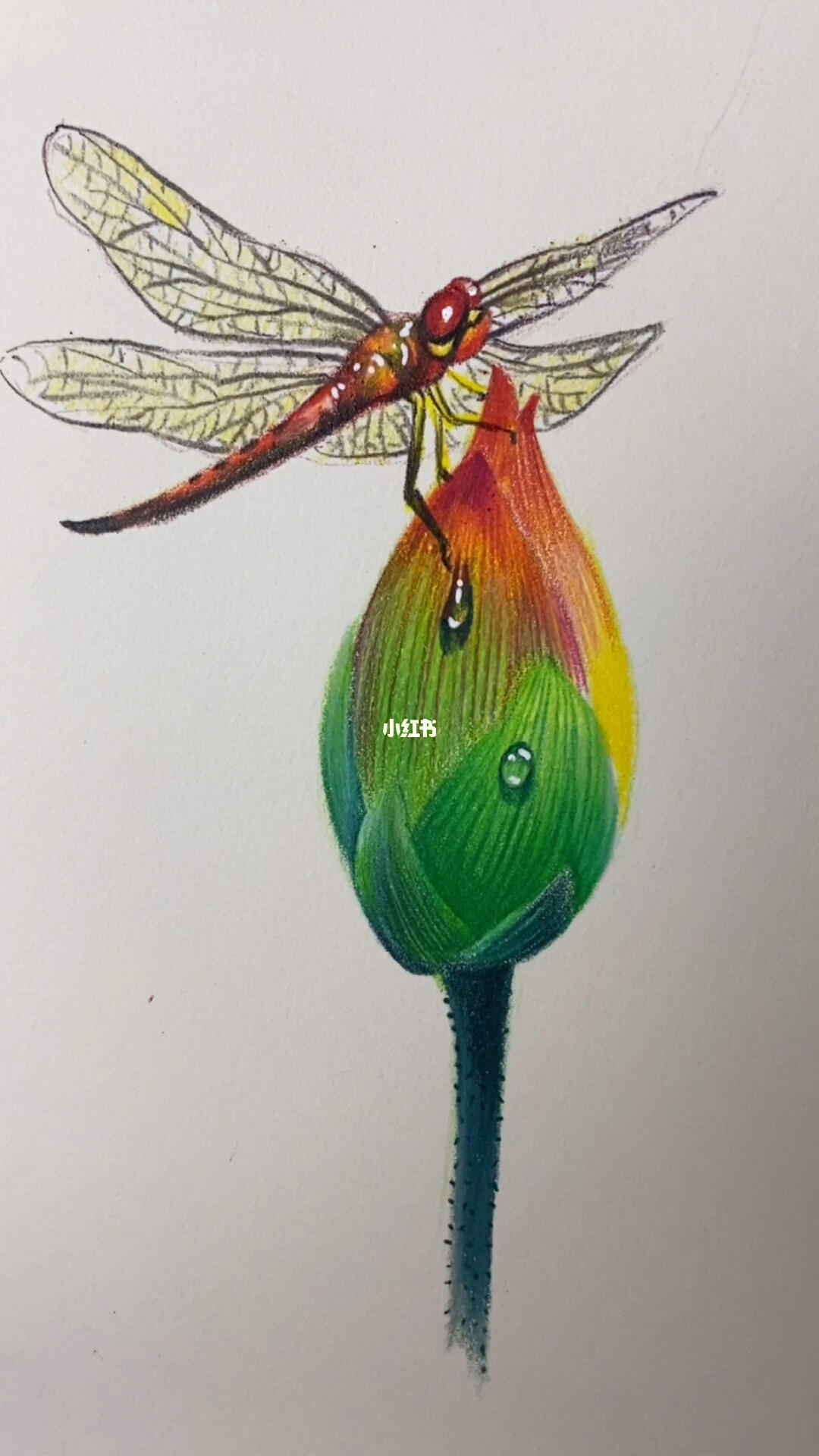 彩铅蜻蜓的画法首先勾勒出,它的形状