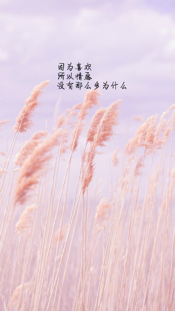 带文字的图片情感因为喜欢所以情愿