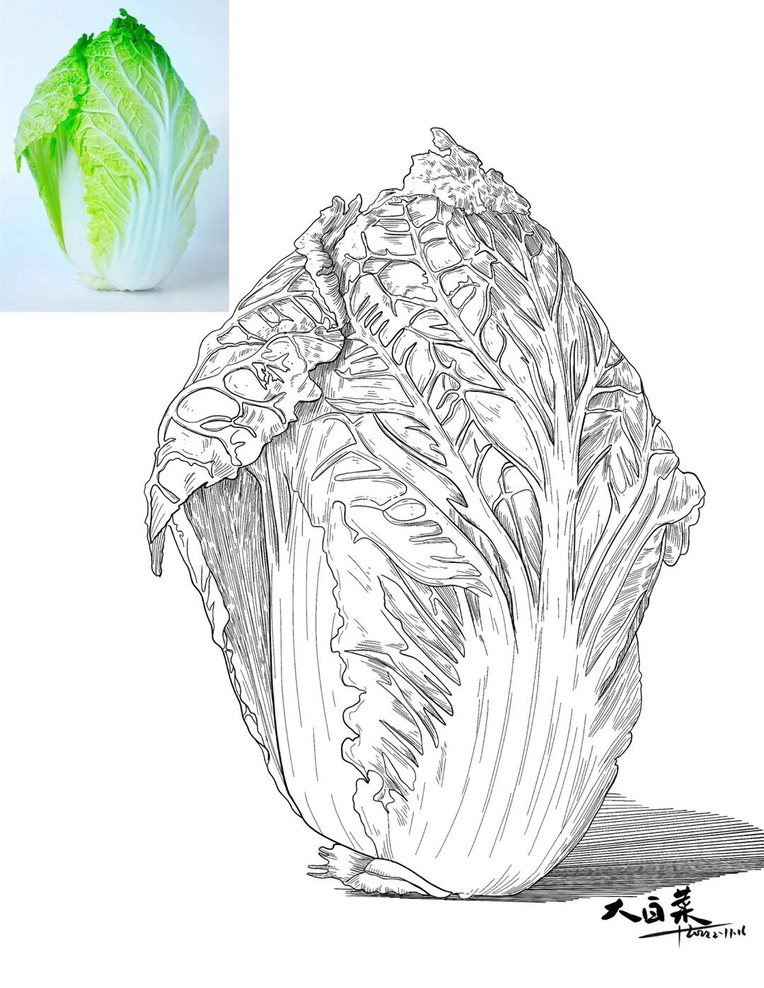 蔬菜写生大白菜线描速写素材分享
