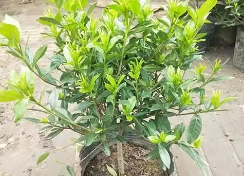 小叶栀子花的养殖方法和注意事项