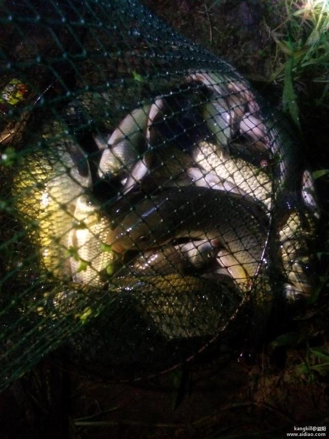 暴雨过后去夜钓——鱼获挺好