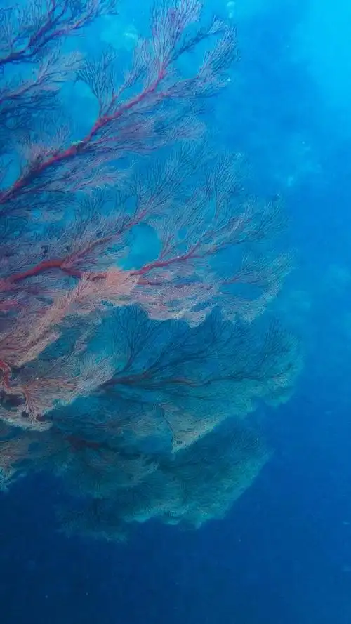 4k超清炫酷海底世界动态壁纸(美丽的海底世界)(23)