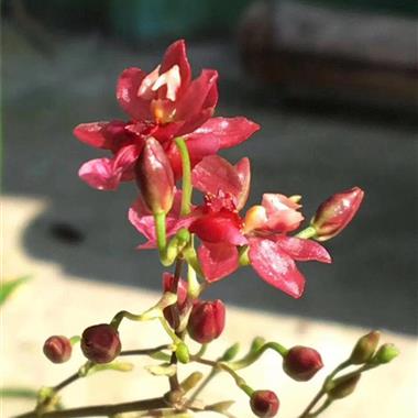 香水文心兰红梦香带花苞