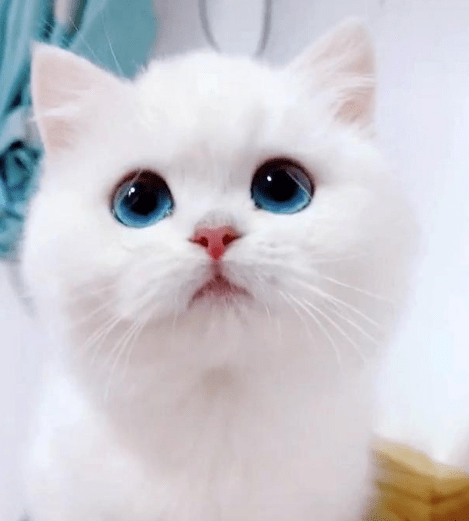 女子养了只银点猫咪像漫画里出现的猫在它眼里仿佛能看到银河