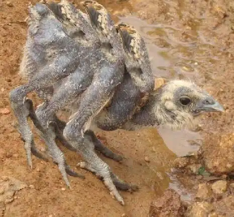 看看肯德基,麦当劳养殖的变异鸡