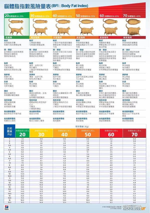猫咪体重二三事