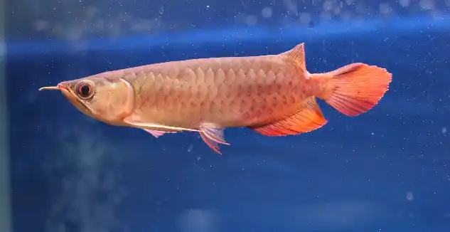 山东林先生~~~给你挑选的2条帝王级绿皮辣椒红龙