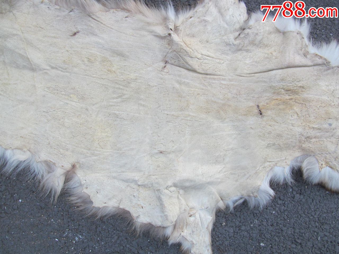 狗皮 大小图中有示,瑕疵在图上,快递费用20_其他