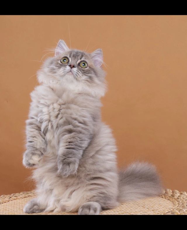 两万多,极品蓝金拿破仑矮脚妹妹.快四个月.超级稀有