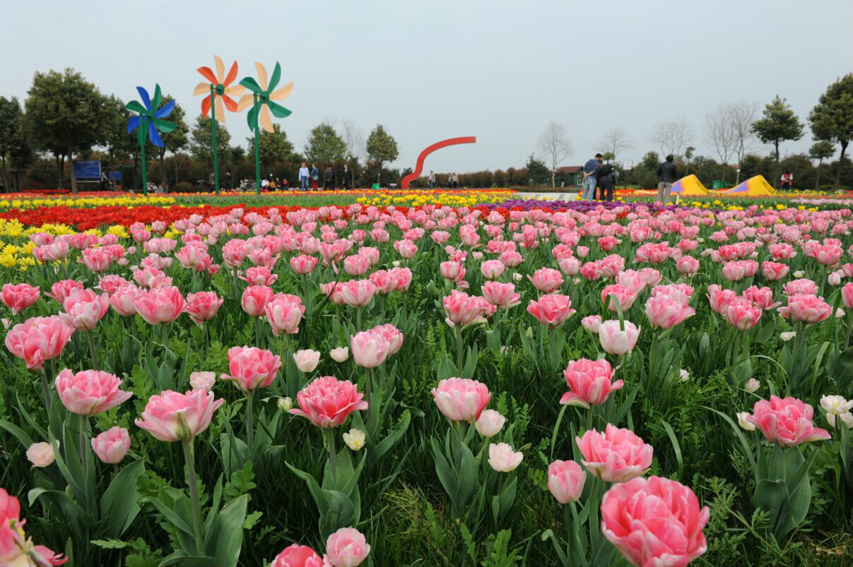 东西湖郁金香主题公园