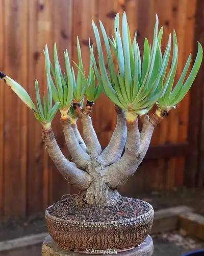 你的盒饭掉了的相册-花