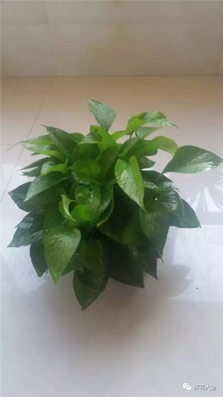 超强绿萝修剪大法长疯了