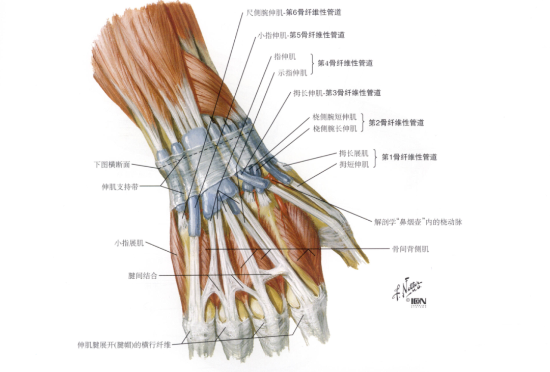 腕部伸肌腱损伤查体汇总骨科基础