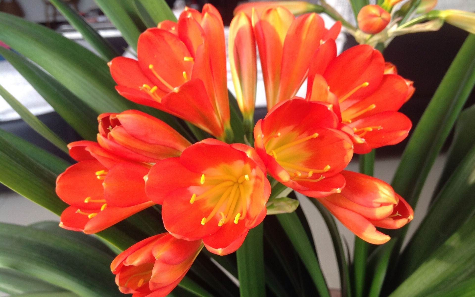 君子兰图片,高清图片,电脑桌面-壁纸族