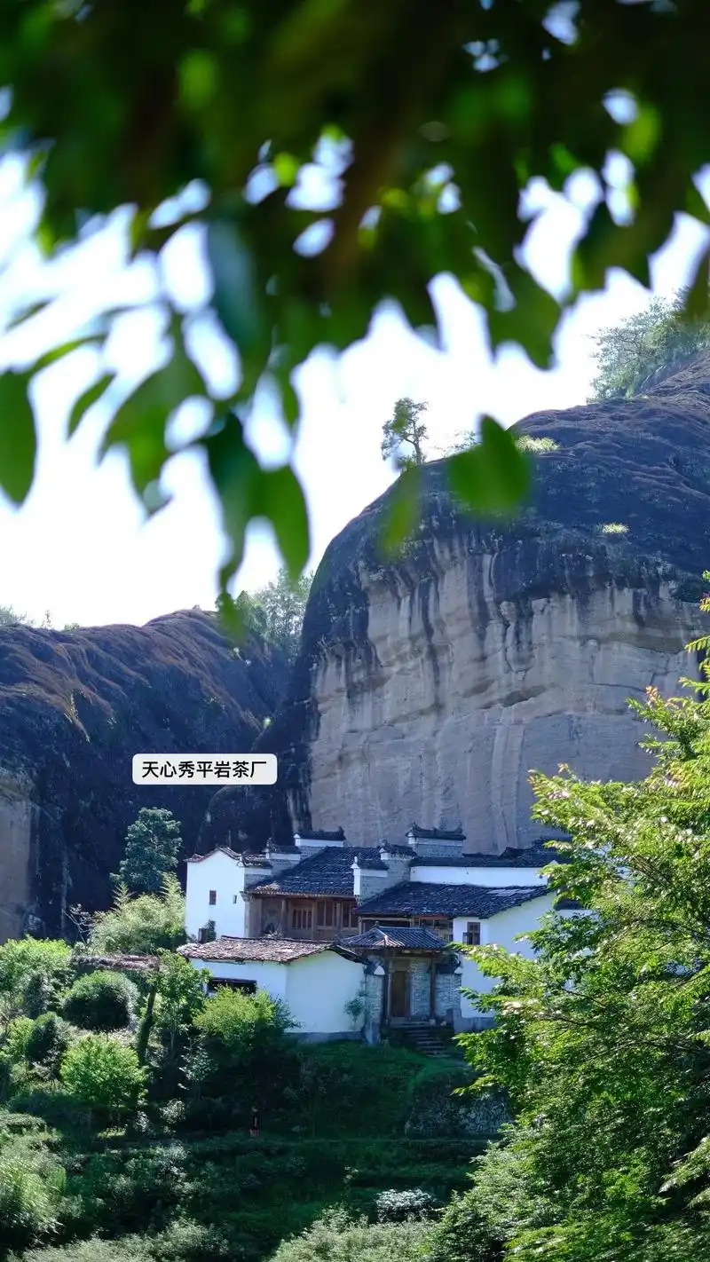 18-20天心村斗茶赛 #武夷山