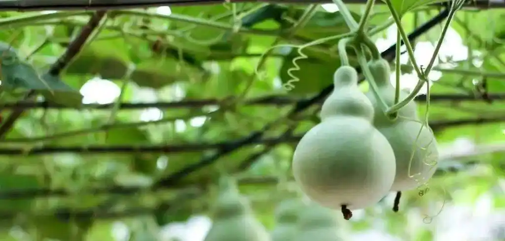 儿童画教程|这样画线描太有取趣--小小葫芦藤上挂