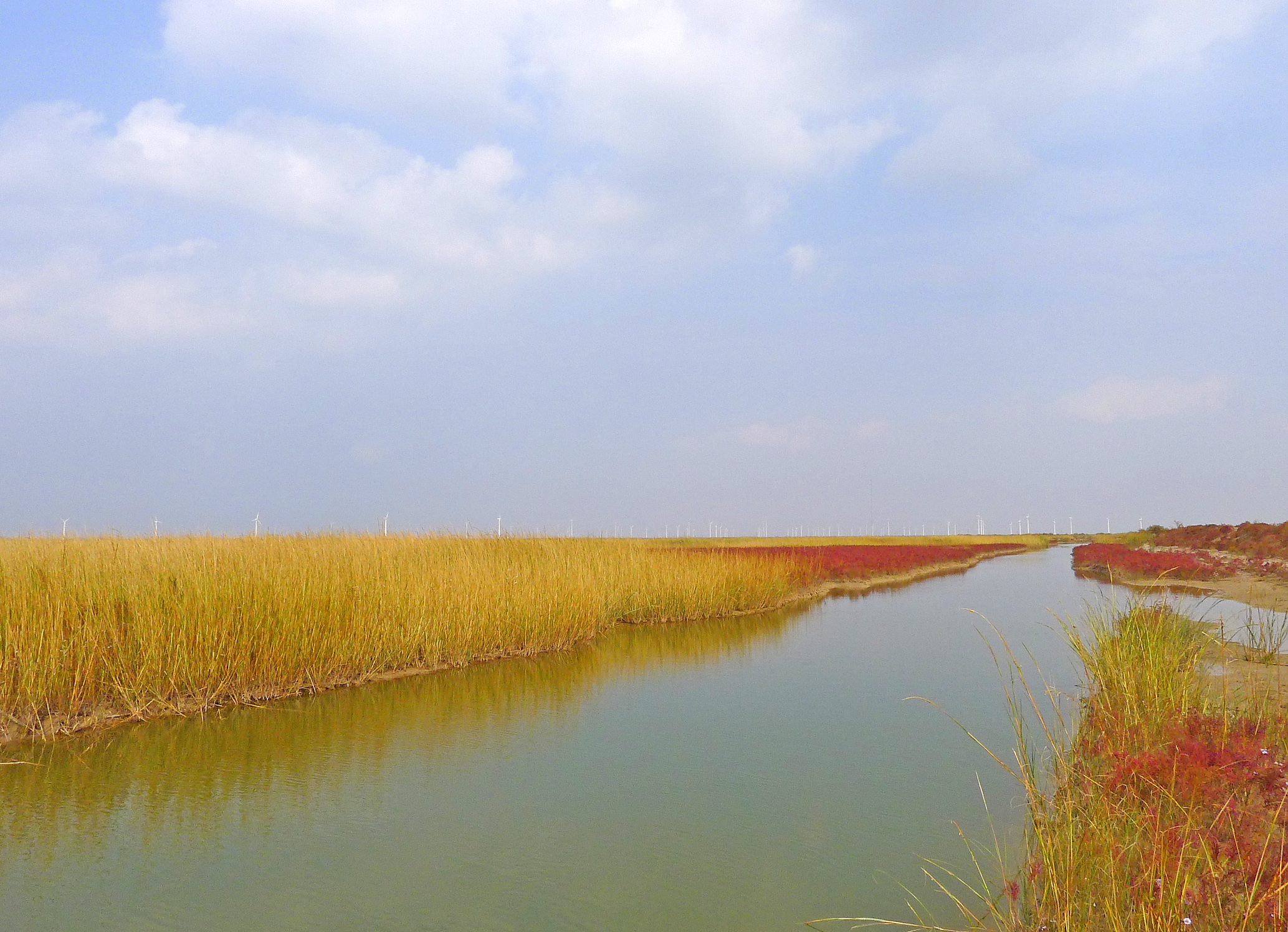 大丰国家海涂湿地公园