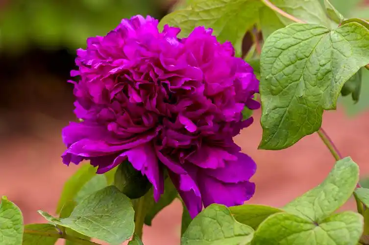 国色天香牡丹花