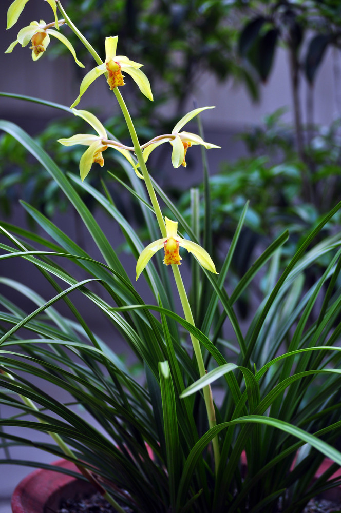 兰花排名表(兰花品种排名价格)