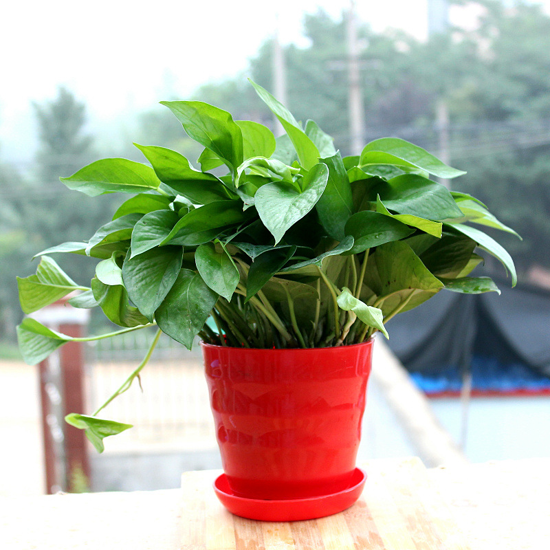 绿萝吊兰吸甲醛苯防辐射绿萝盆栽花卉室内盆花带盆发货水培植物