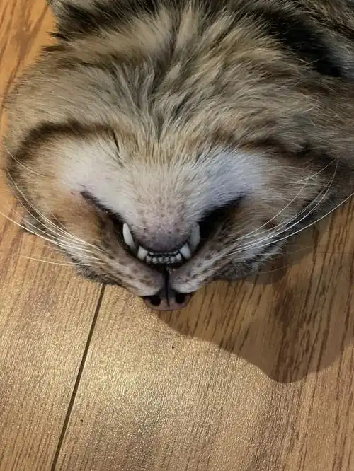 观察大狸的小牙牙