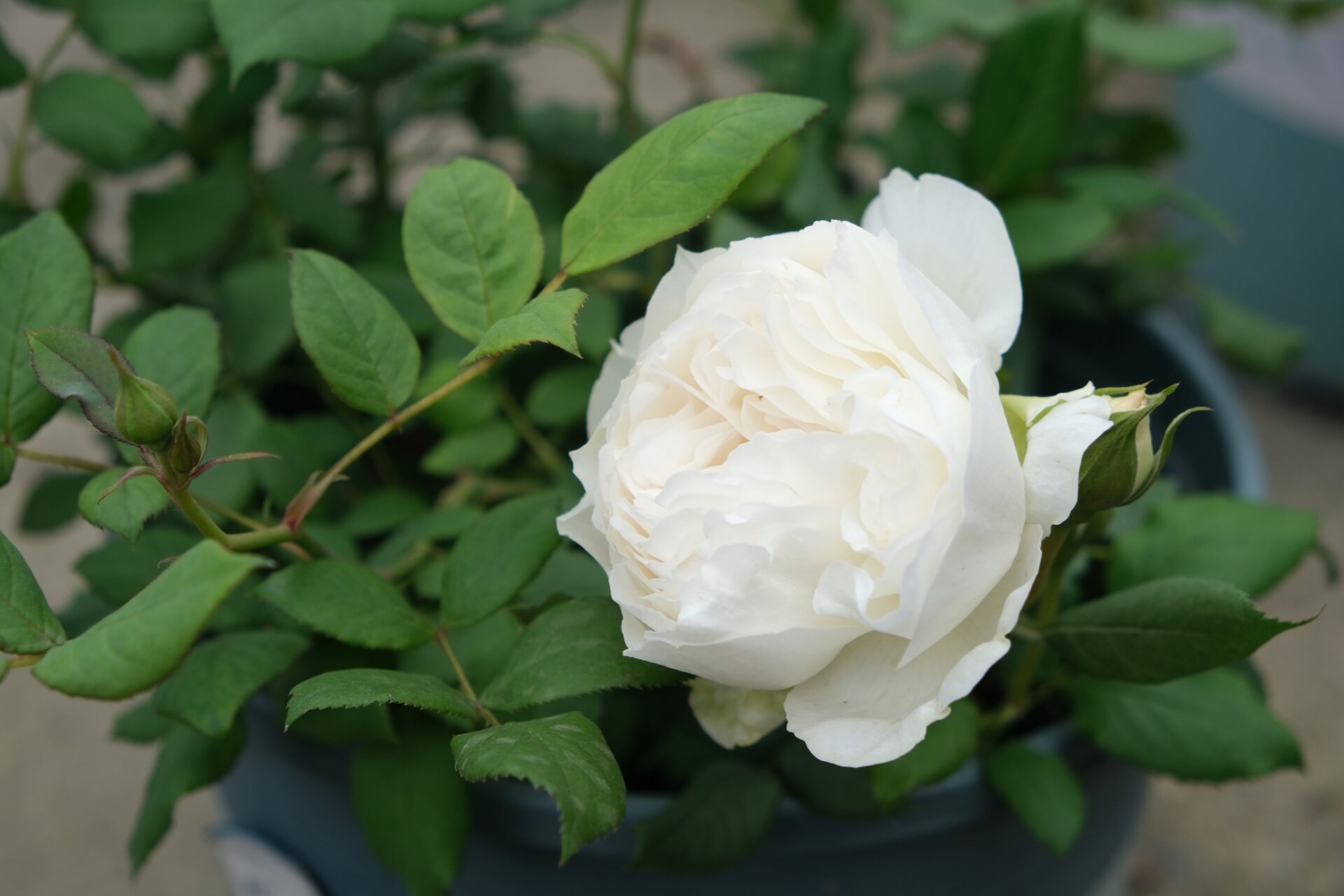 月季品种(30)—心之水滴 心之水滴,美咲芽变,强香,纯白色调月季,花瓣