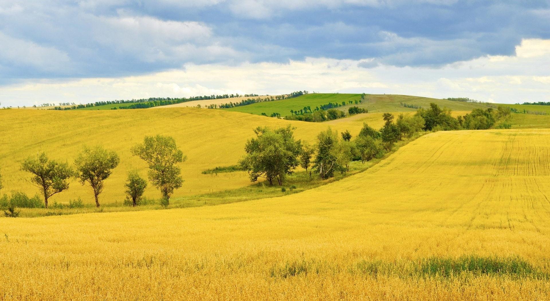 高清晰金色麦田壁纸