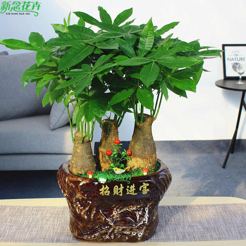 新念花卉高档发财树盆景绿色植物办公室植物开业乔迁佳品