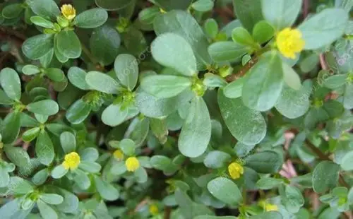 瓜子菜有什么功效瓜子菜的功效与作用图