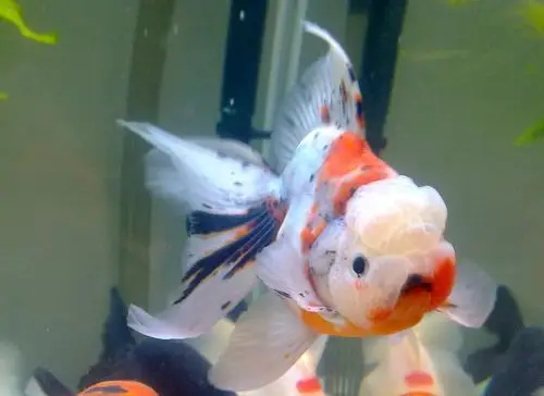 一条五花泰狮 - 国粹金鱼 - cta南美水族